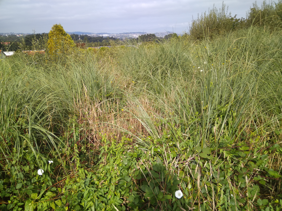 Desbroce A Pezoca - Oleiros - A Coruña