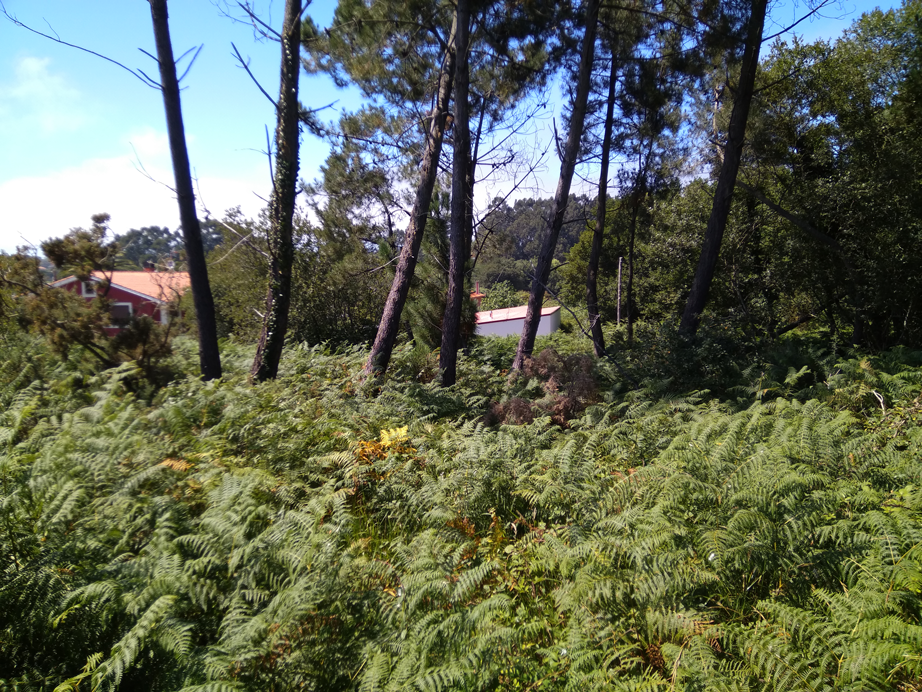 Desbroce Dexo - Oleiros - A Coruña