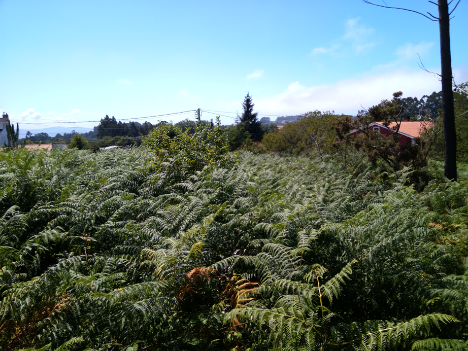 Desbroce Dexo - Oleiros - A Coruña