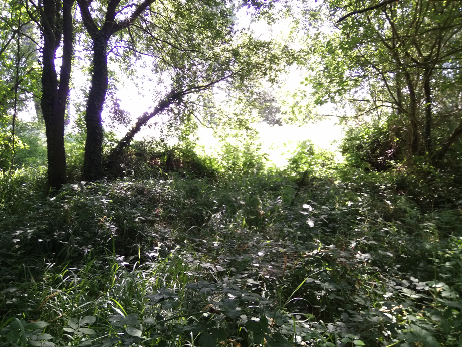 Desbroce Dexo - Oleiros - A Coruña