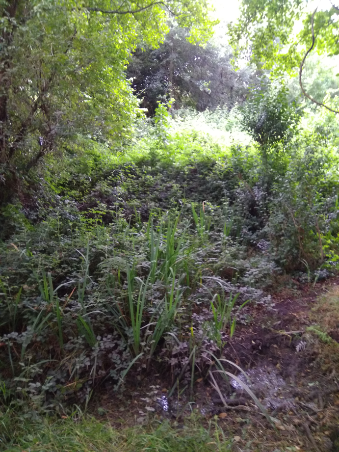 Desbroce Dexo - Oleiros - A Coruña