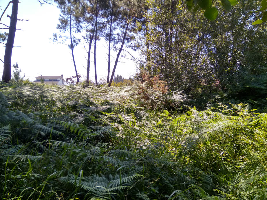 Desbroce Dexo - Oleiros - A Coruña