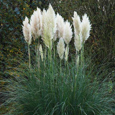 Cortaderia